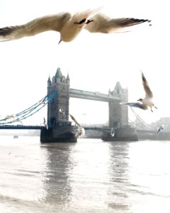 Tower bridge, London, United kingdom photo