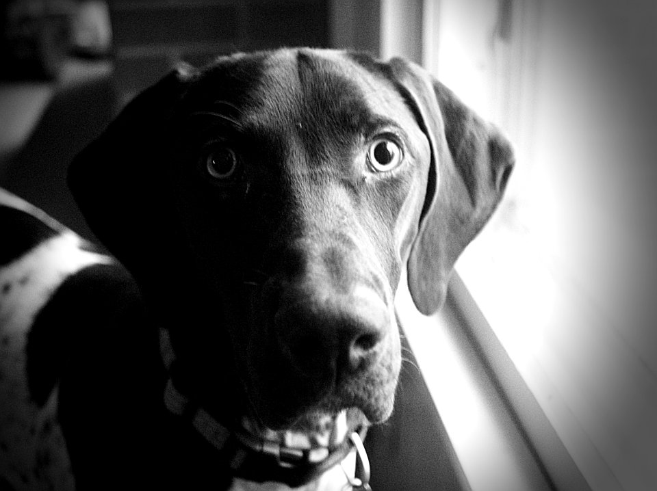 Pet, Dog, German shorthaired pointer