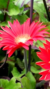 Beauty, Flowers
