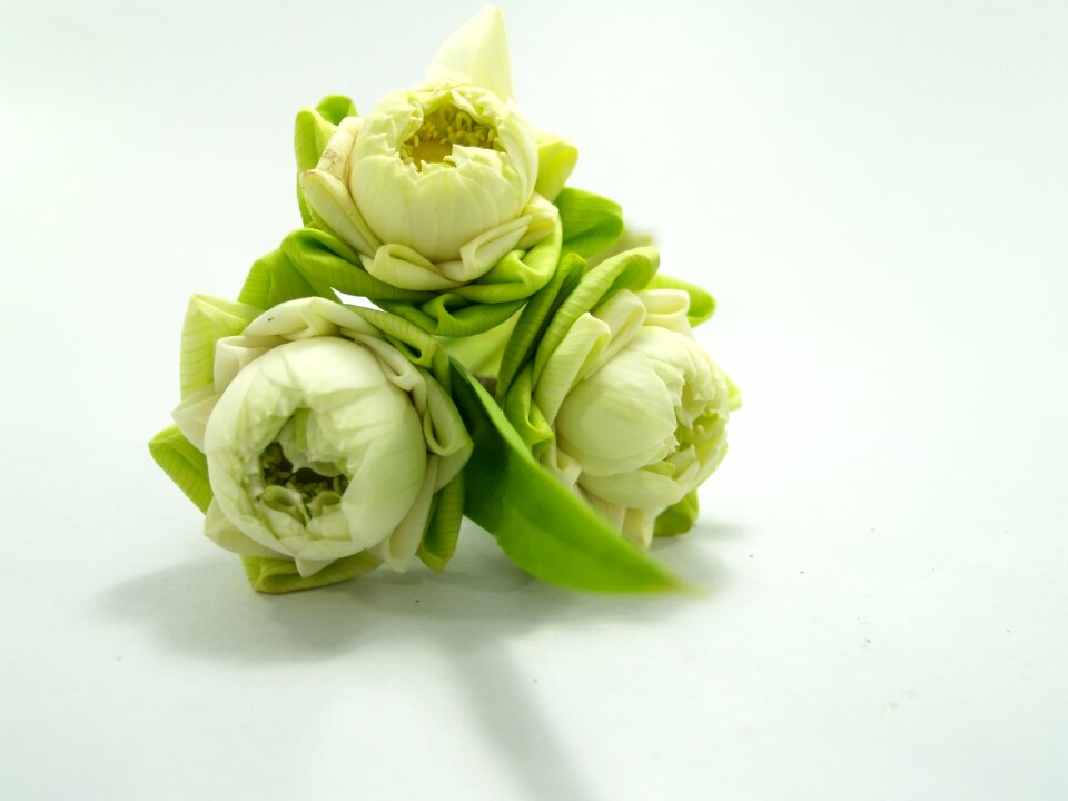 Decoration blooming aquatic