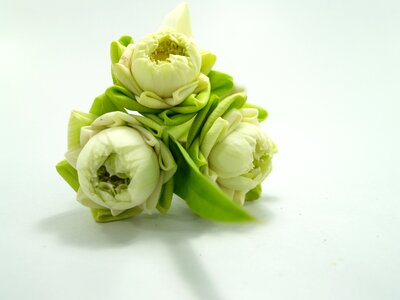 Decoration blooming aquatic