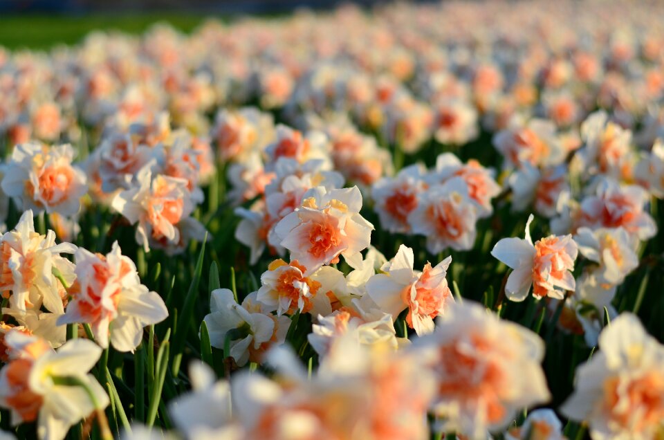 Tulips vivid color nature