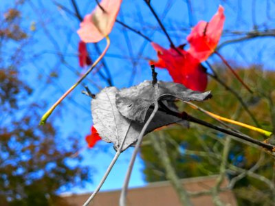 Grayscale, Leaf, Leaves photo