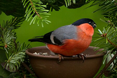 Males garden foraging