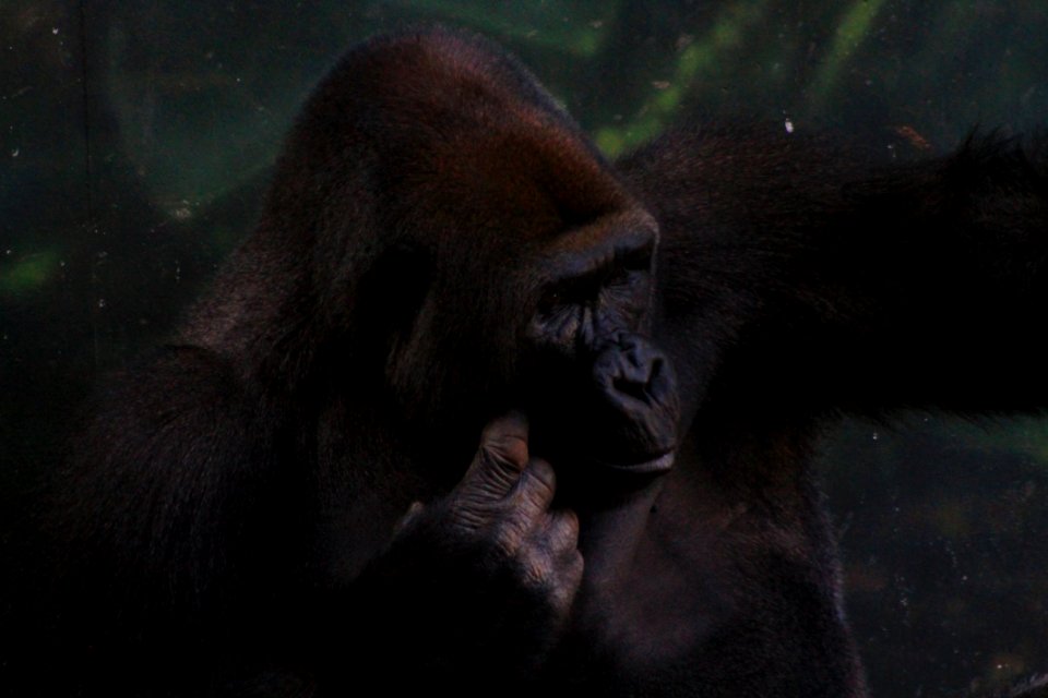 Lincoln park zoo, Chicago, United states