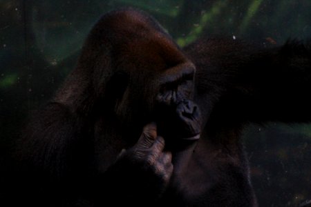 Lincoln park zoo, Chicago, United states