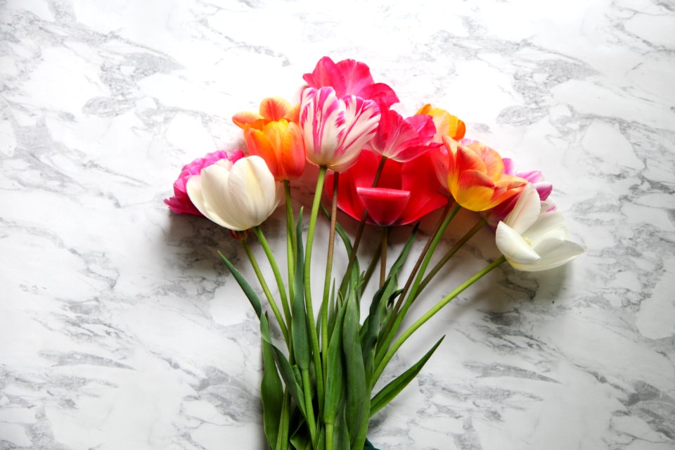 Vancouver, Canada, Tulips