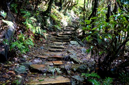 Rainforest, Wentworth falls