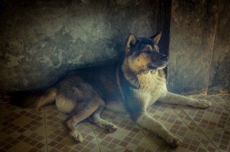 Pai, Travel, Dog