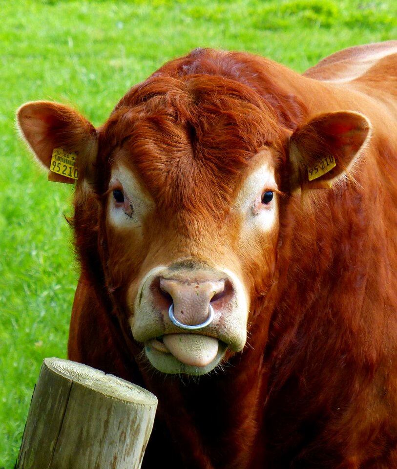 Agriculture livestock ruminant