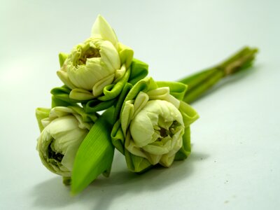 Decoration blooming aquatic