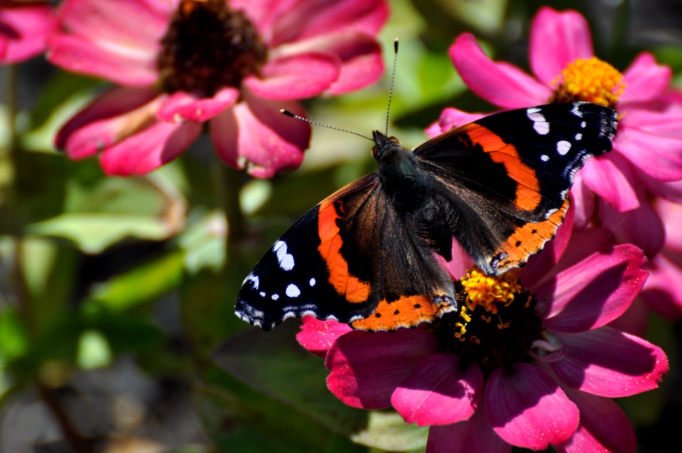 An orange and black butterfly on pink flowers.