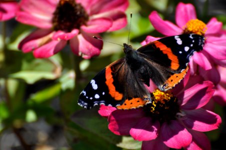 An orange and black butterfly on pink flowers. photo