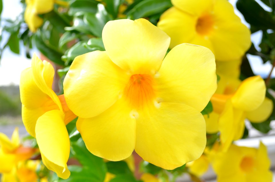 Peculiar, Love, Flower