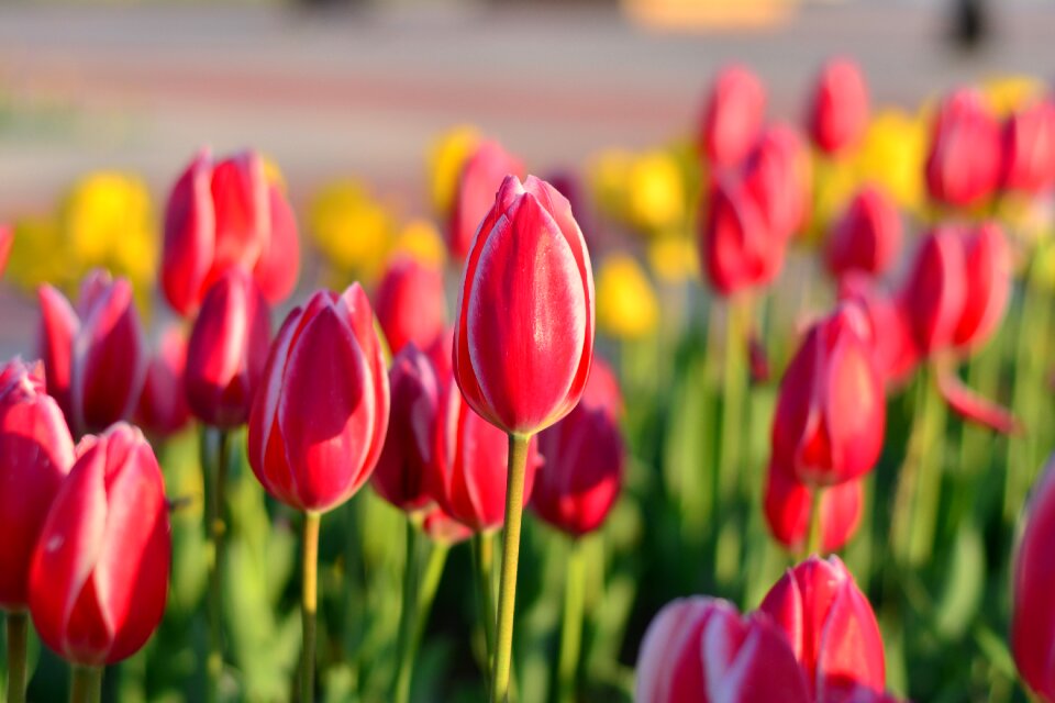 Vivid color nature close-up