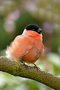 Males plumage wind