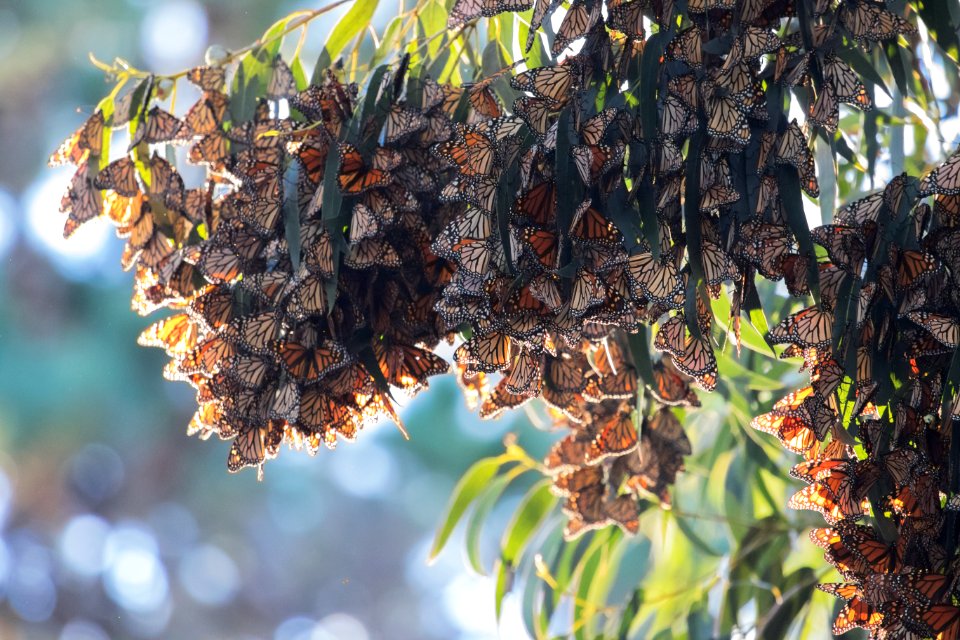 Pacific grove, United states, Tree