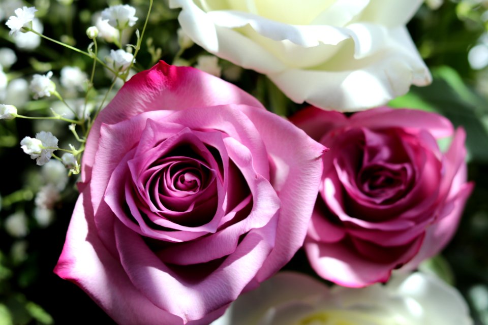 Bloom, Flowers, Flower