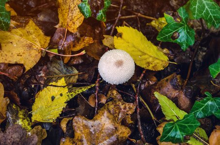 Autumn nature moist