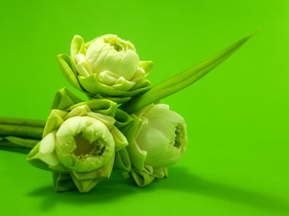 Decoration blooming aquatic