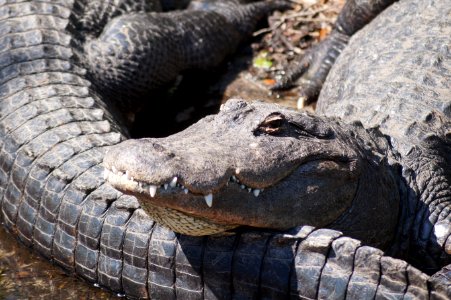 St augustine alligator farm, Gator photo