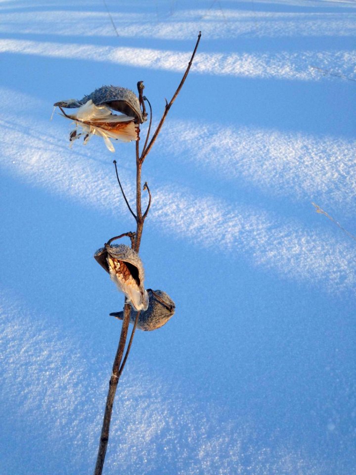Nature, Plants, Snow