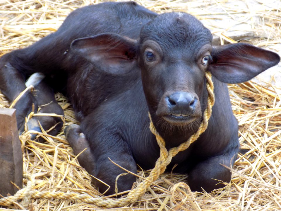 Karamchedu, India, Animal
