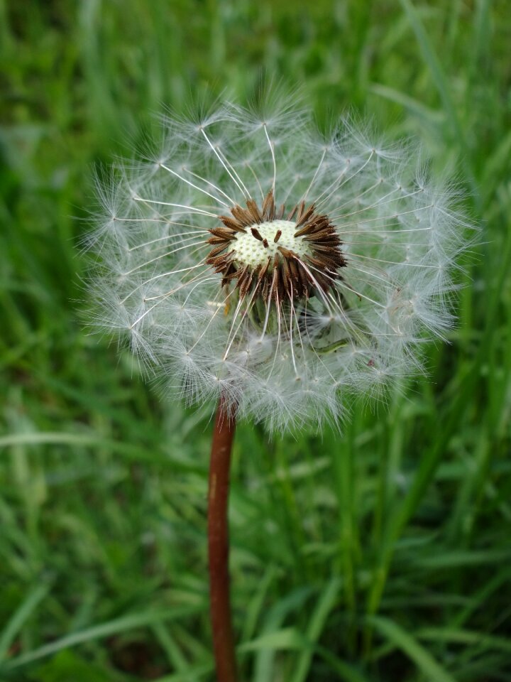 Summer plant nature