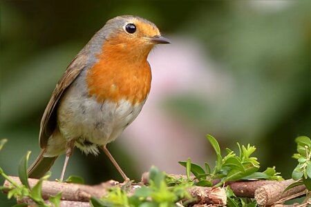 Songbird garden foraging