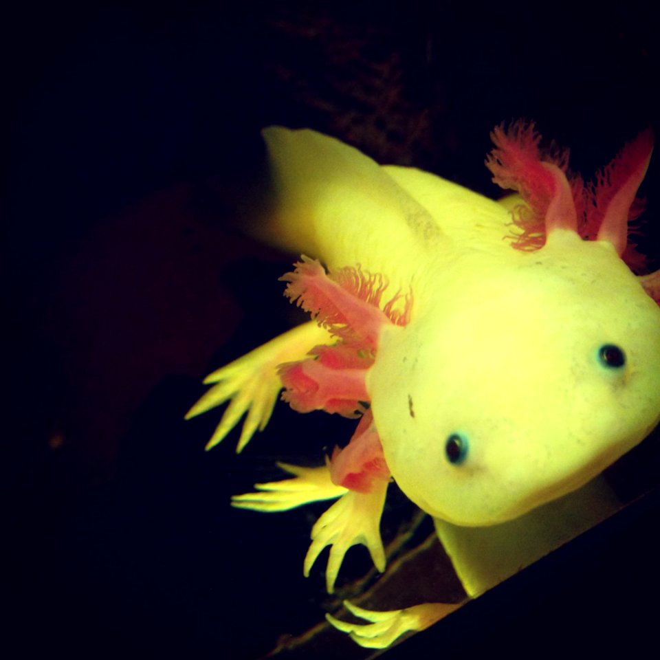 Axolotl, Alien, Underwater
