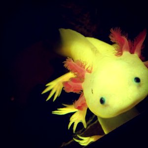 Axolotl, Alien, Underwater