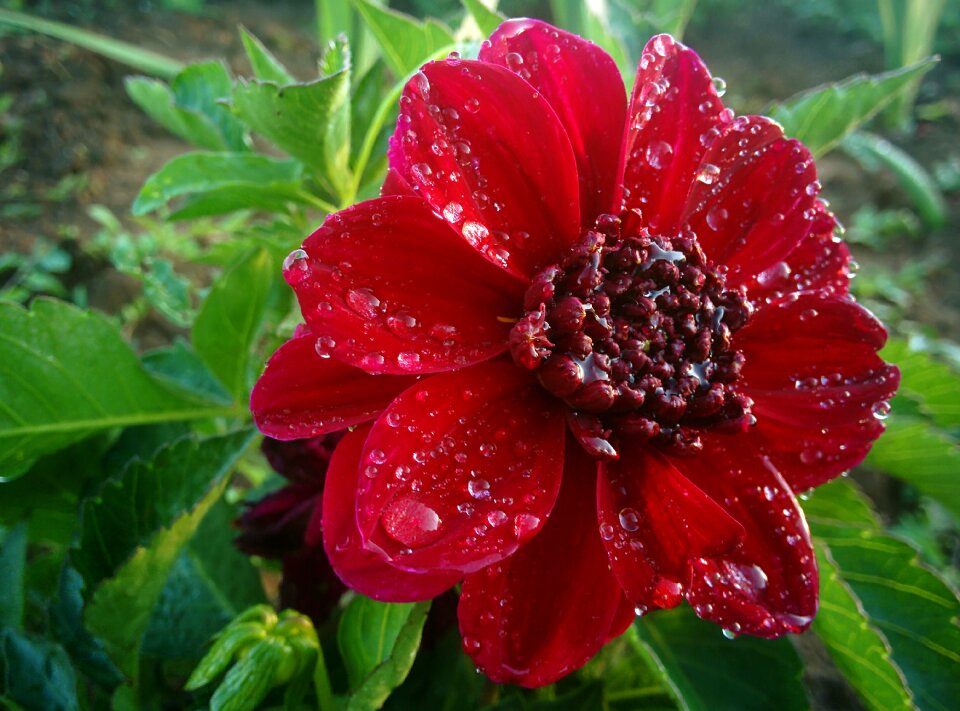 Wet rain red