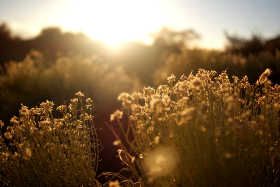 Arizona, United states, Sunlight