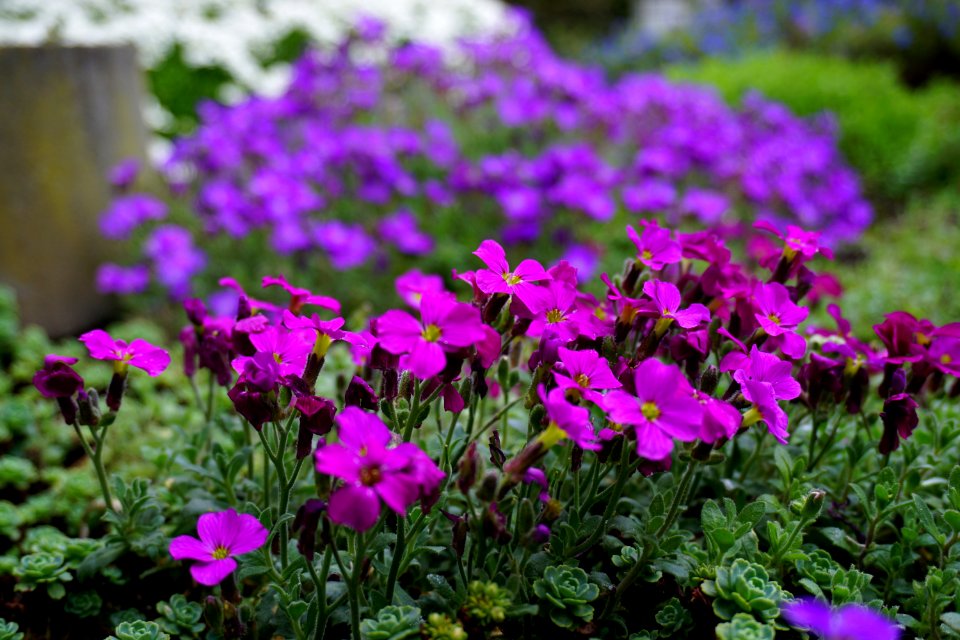 Ghent, Belgium, Purple