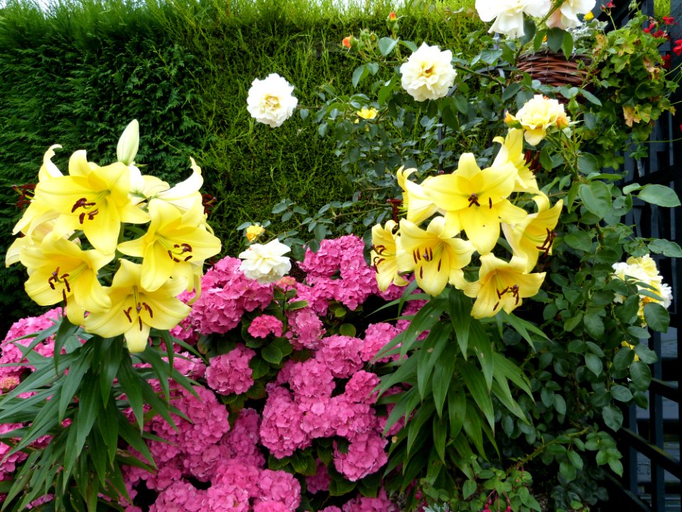 Flowers, Gardening, Garden