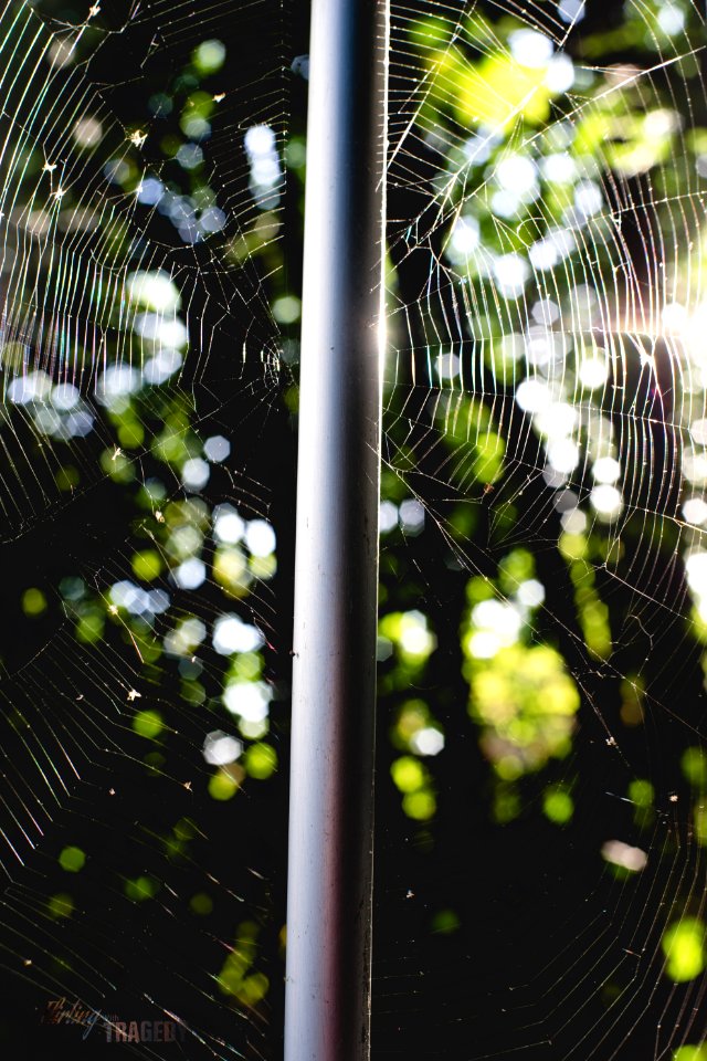 Pole, Spider, Greenery