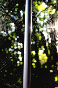 Pole, Spider, Greenery