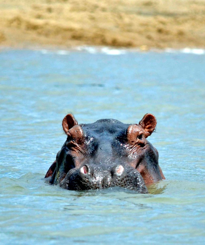 River, Safari, Tanzania