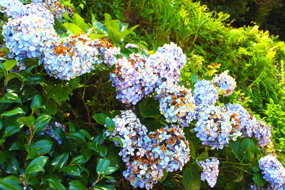 Street, Puple, Flower