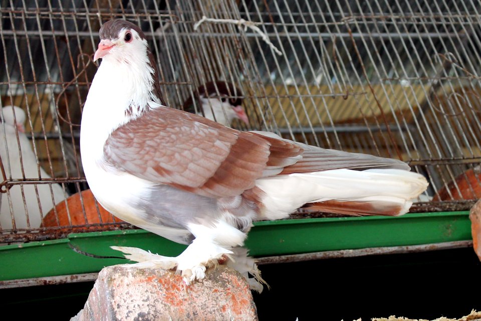 Bird, Nice, Wallpaper