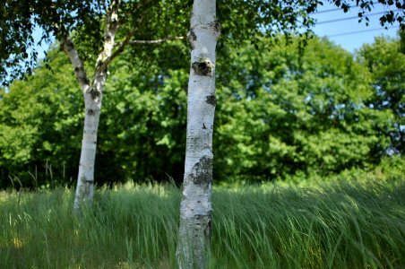 Tree, Birch