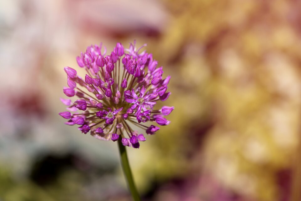 Nature flower close up