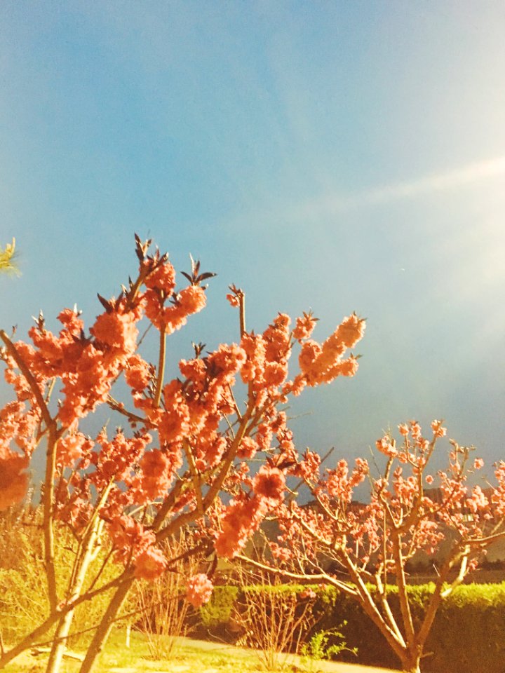 Flowers, Trees