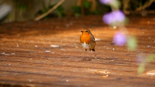Chorley, United kingdom, Nature