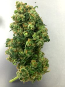 Marijuana, Weed, Ganja