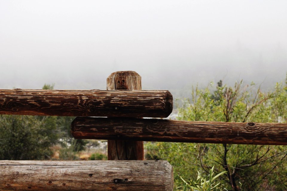 Mist, Nature, Forest