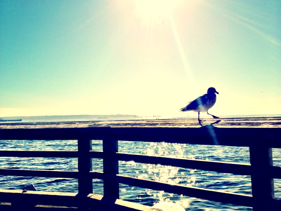 Ocean, Water, Seagull