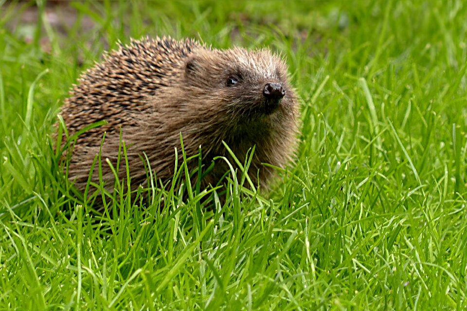 Hannah mammal foraging