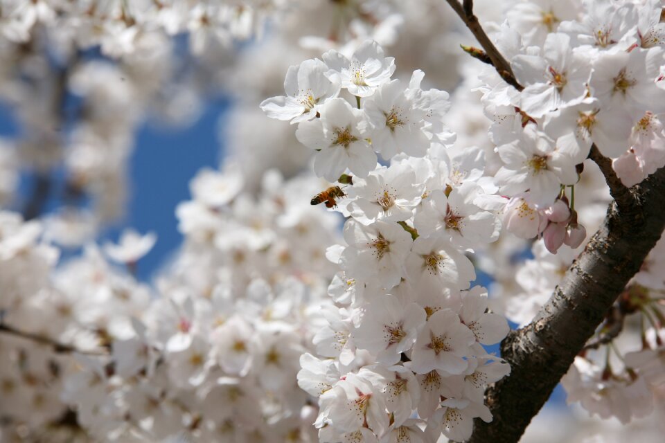 Flowers nature plants photo