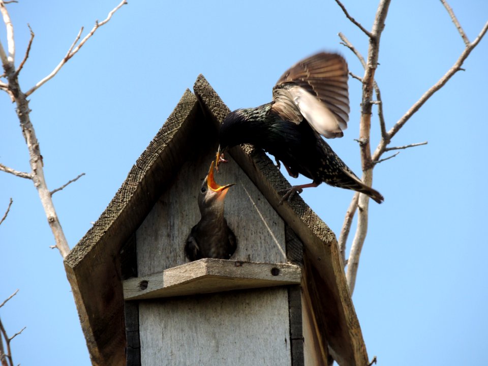 Khvalynsky district, Russia, Bird